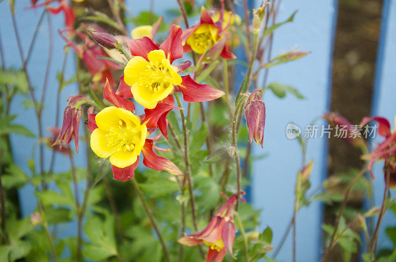 在巴塔哥尼亚的Aquilegia Caerulea花